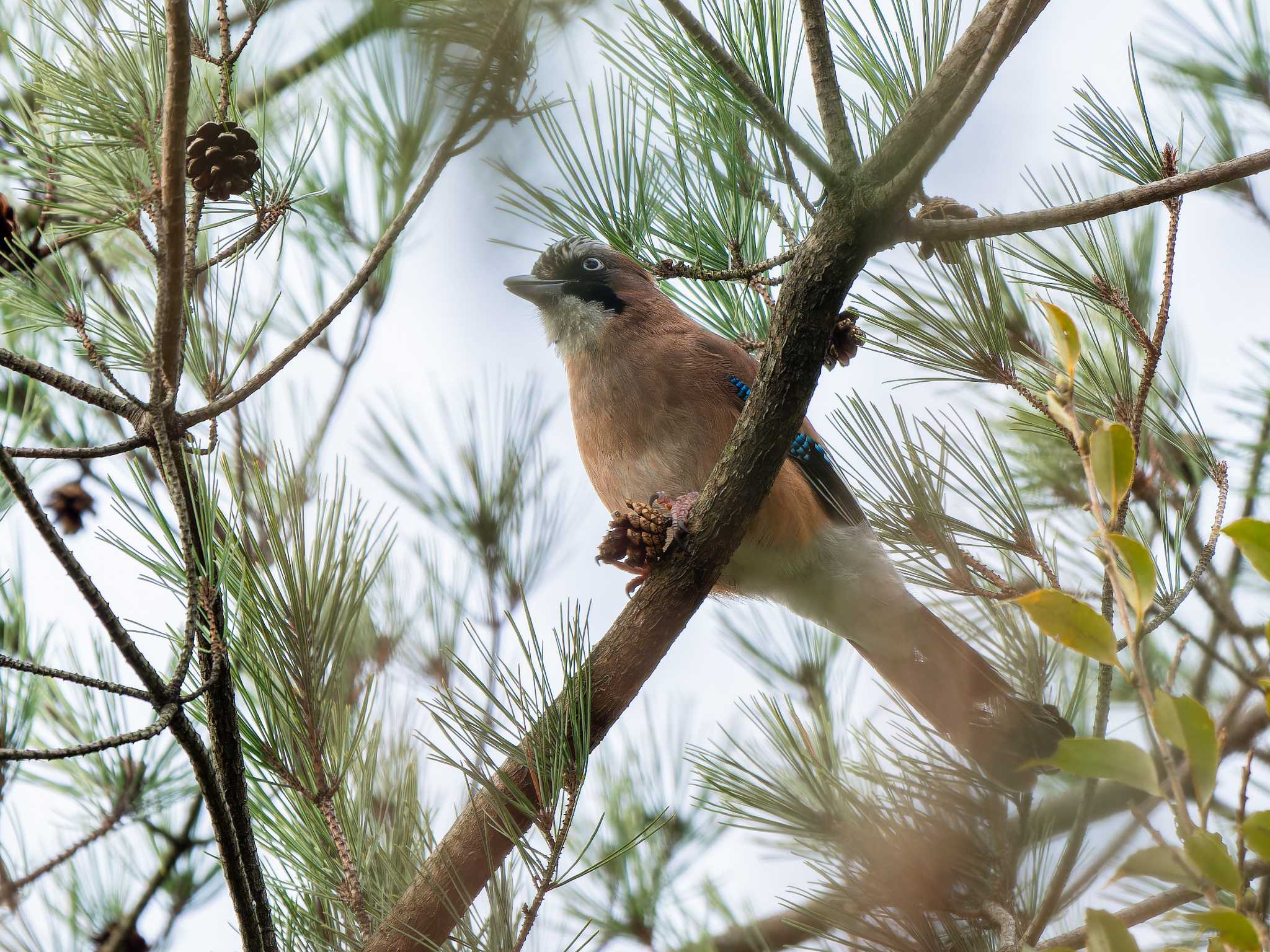 Photo of Eurasian Jay at 長崎県 by ここは長崎