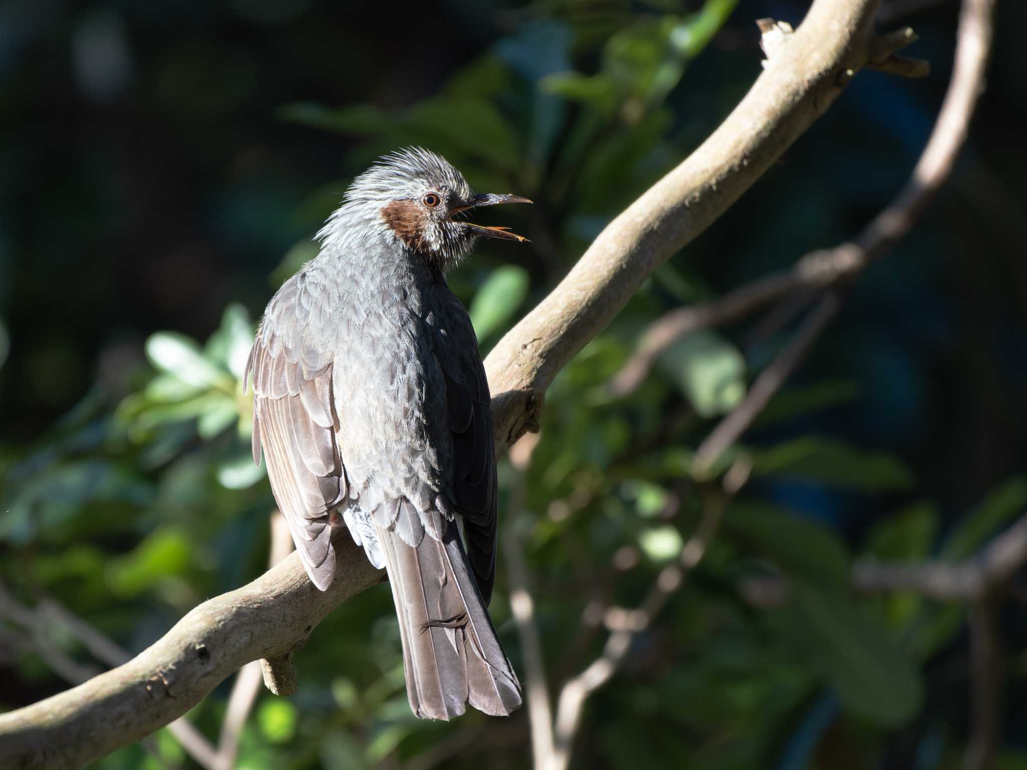 Brown-eared Bulbul