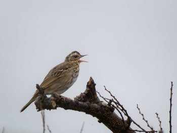 Olive-backed Pipit 長崎県 Mon, 3/25/2024