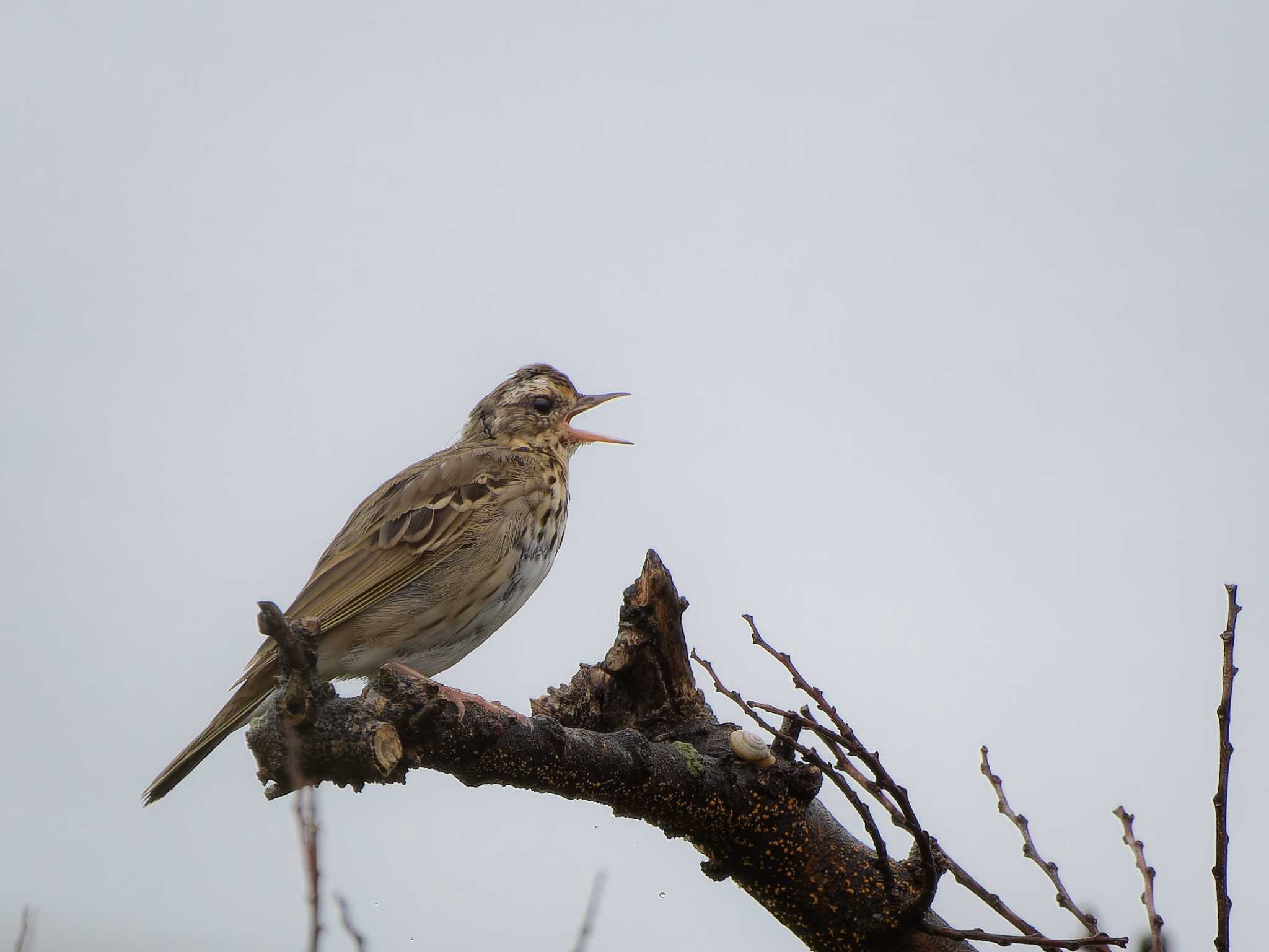 Photo of Olive-backed Pipit at 長崎県 by ここは長崎