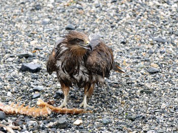 Black Kite 長崎県 Mon, 3/25/2024