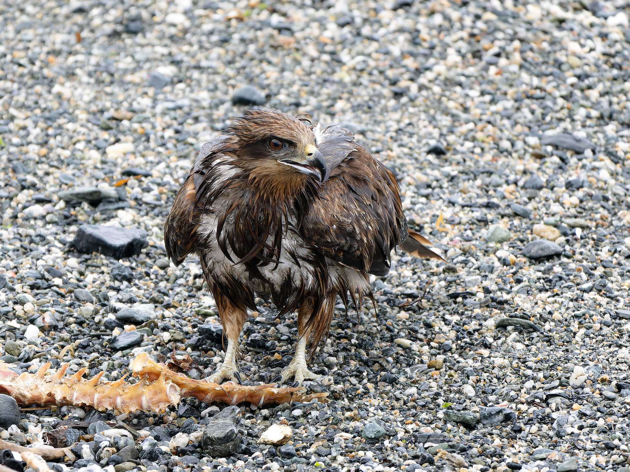 Photo of Black Kite at 長崎県 by ここは長崎