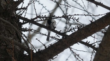 2018年12月16日(日) ウトナイ湖の野鳥観察記録