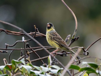 Masked Bunting 長崎県 Mon, 3/25/2024