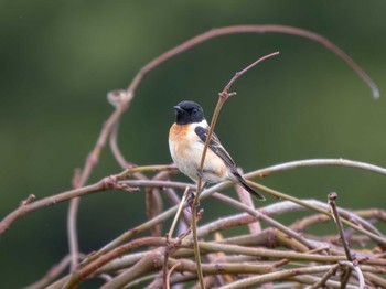 Amur Stonechat 長崎県 Mon, 3/25/2024