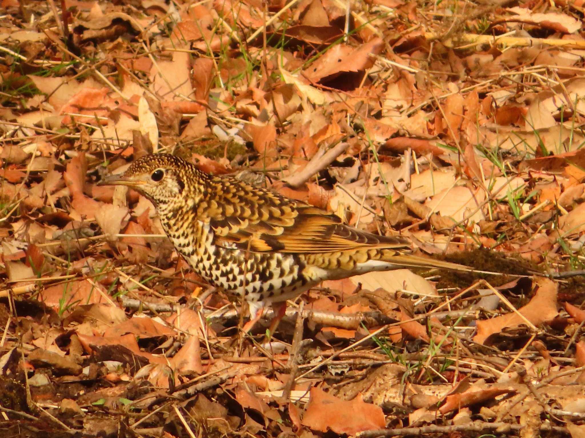 White's Thrush