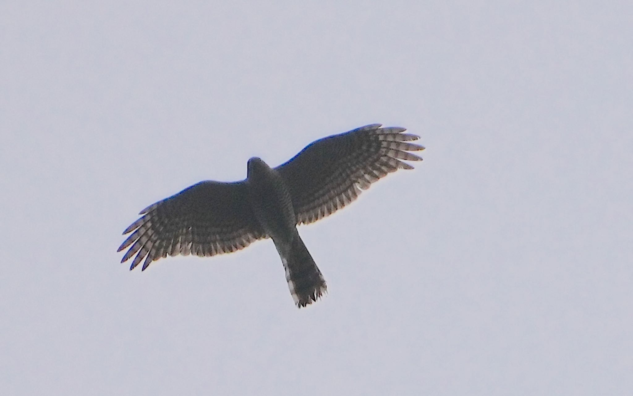 Photo of Eurasian Sparrowhawk at 天王寺公園(大阪市) by アルキュオン