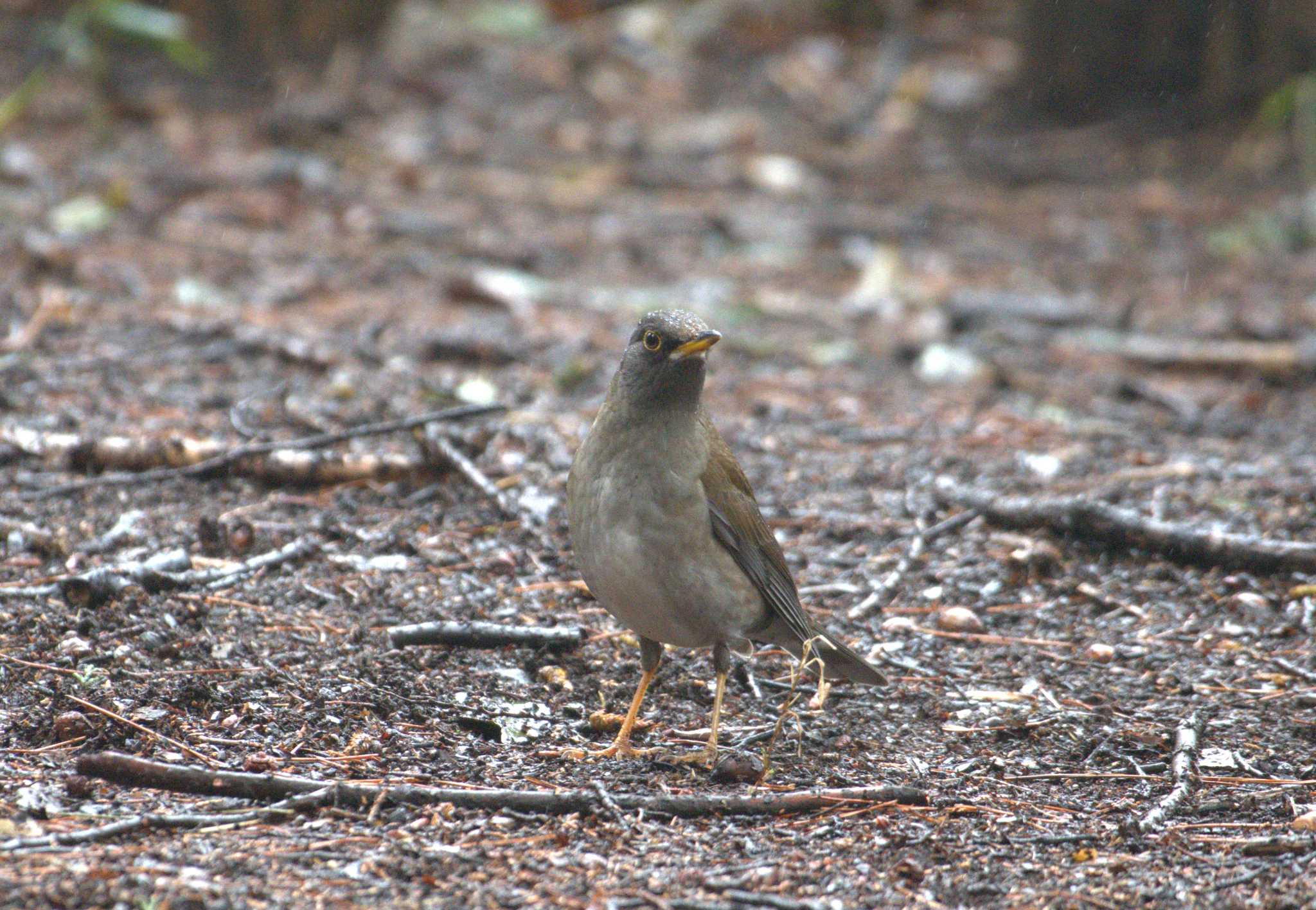 Photo of Pale Thrush at 和田堀公園 by morinokotori