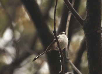 Long-tailed Tit 和田堀公園 Mon, 3/25/2024