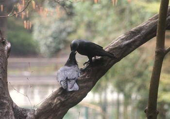 Large-billed Crow 和田堀公園 Mon, 3/25/2024