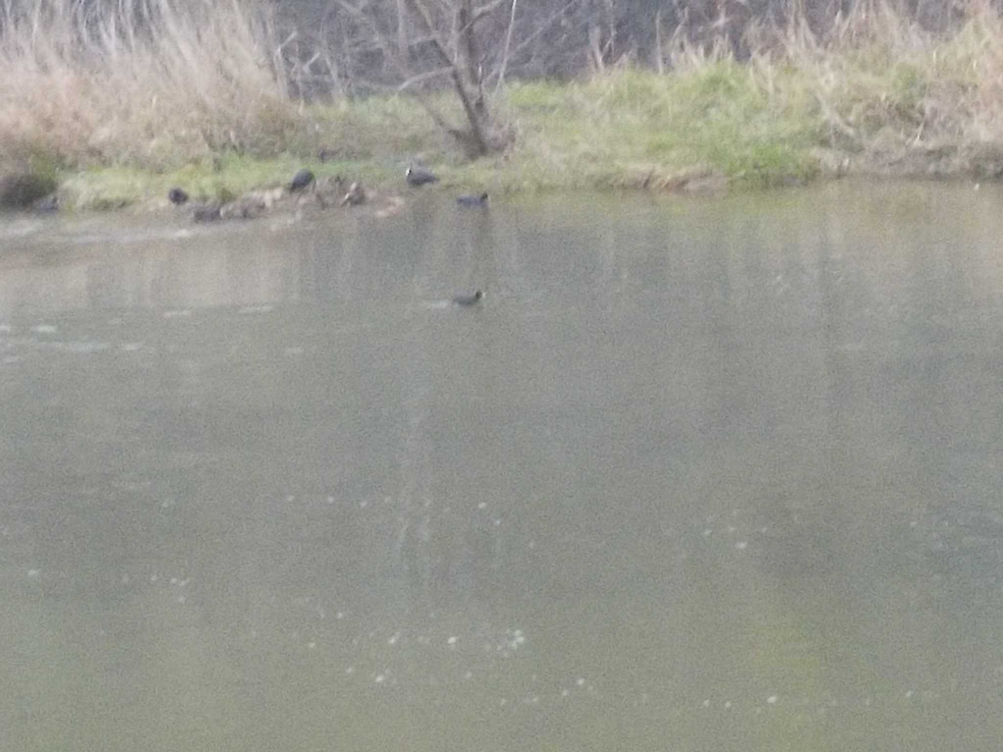 Eurasian Coot