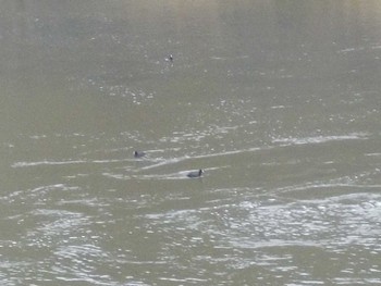 Eurasian Coot 武庫川 Mon, 3/25/2024