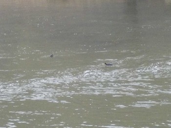 Eurasian Coot 武庫川 Mon, 3/25/2024