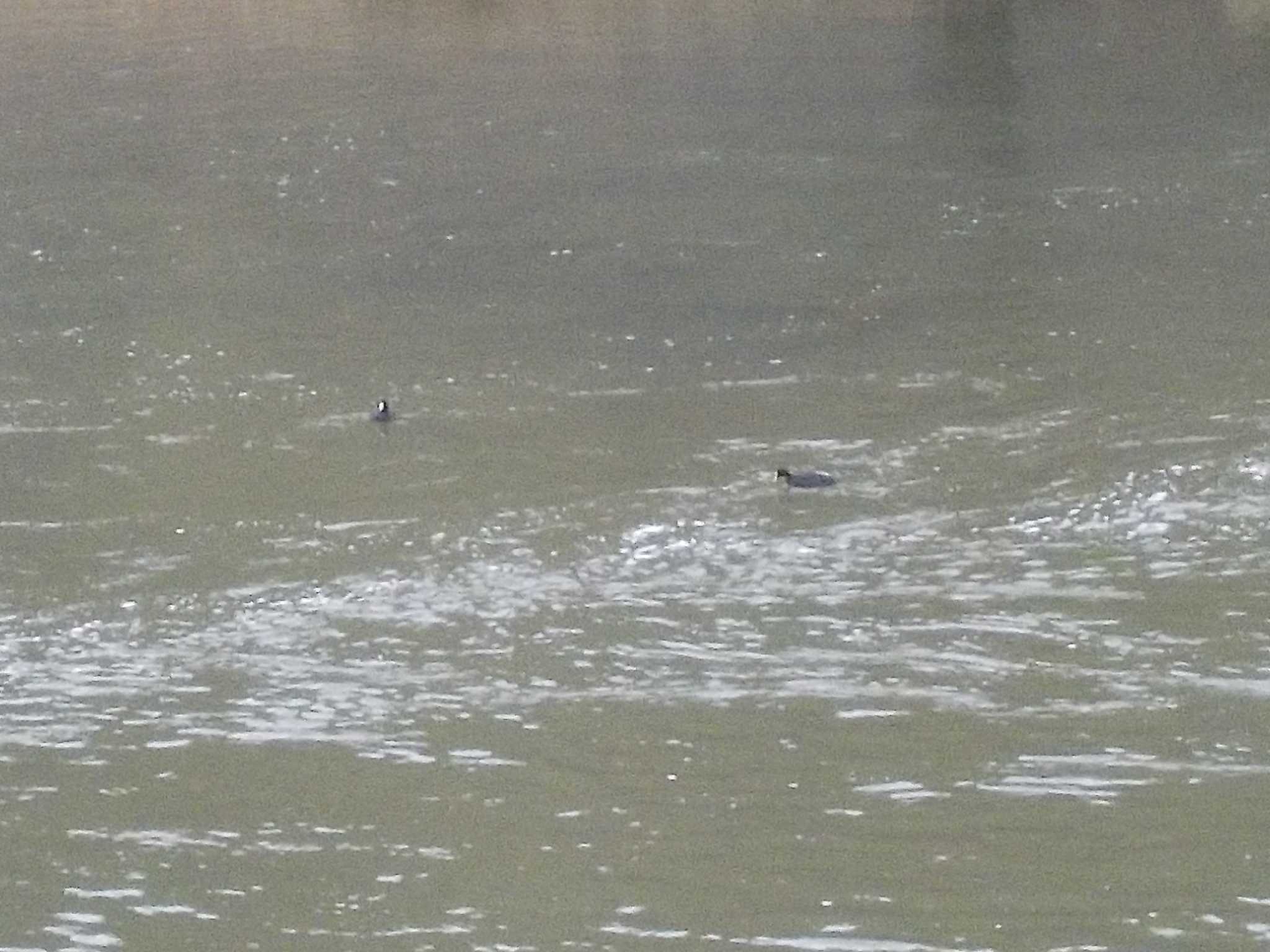 Eurasian Coot