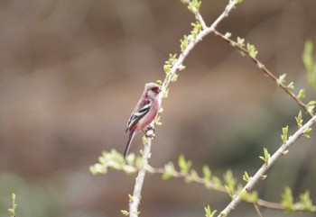 Siberian Long-tailed Rosefinch Kitamoto Nature Observation Park Sun, 3/24/2024