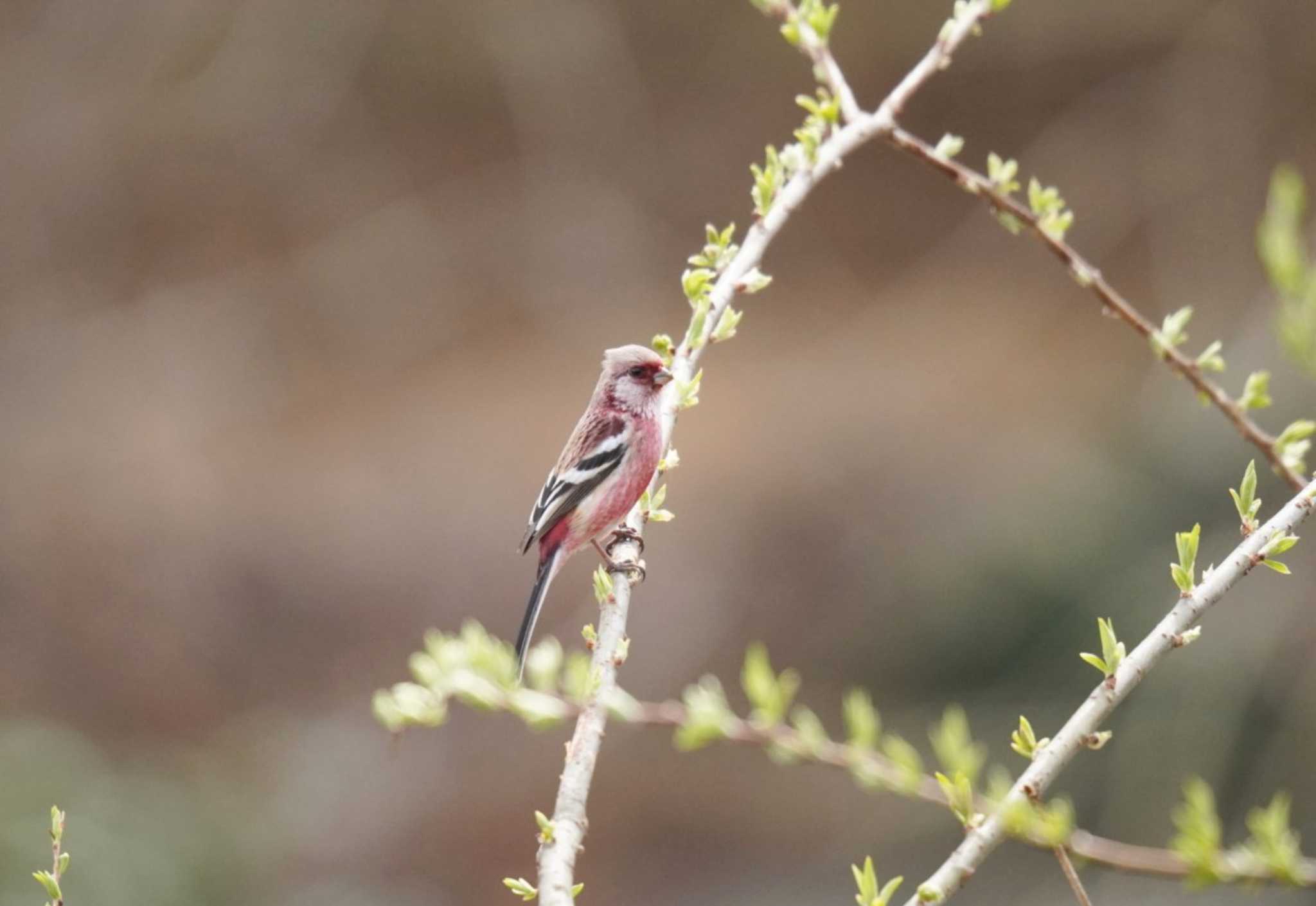 Photo of Siberian Long-tailed Rosefinch at Kitamoto Nature Observation Park by Kたろー