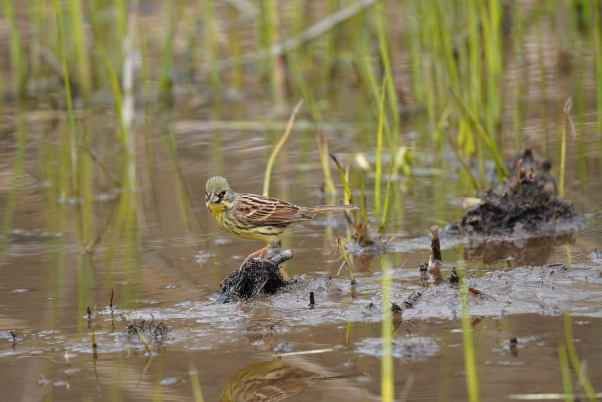 Photo of Masked Bunting at Kitamoto Nature Observation Park by Kたろー