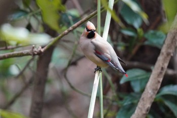 Japanese Waxwing Kitamoto Nature Observation Park Sun, 3/24/2024