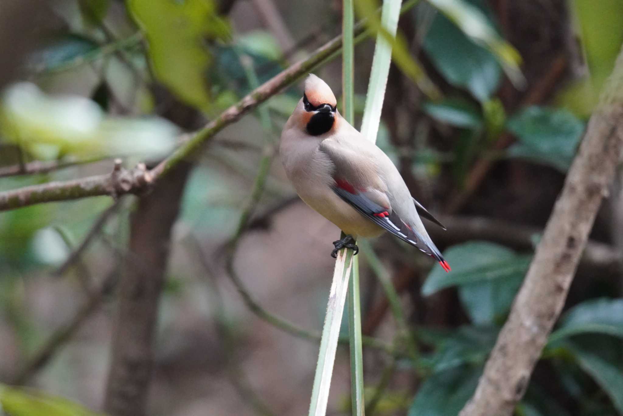 Japanese Waxwing