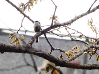 Long-tailed Tit 徳生公園 Sun, 3/24/2024