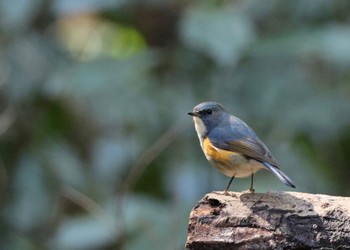 Red-flanked Bluetail 四季の森公園(横浜市緑区) Sat, 3/9/2024