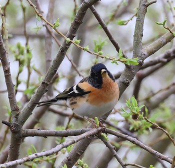 Brambling 福岡県内 Mon, 3/25/2024