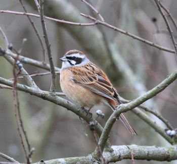 Meadow Bunting 福岡県内 Mon, 3/25/2024