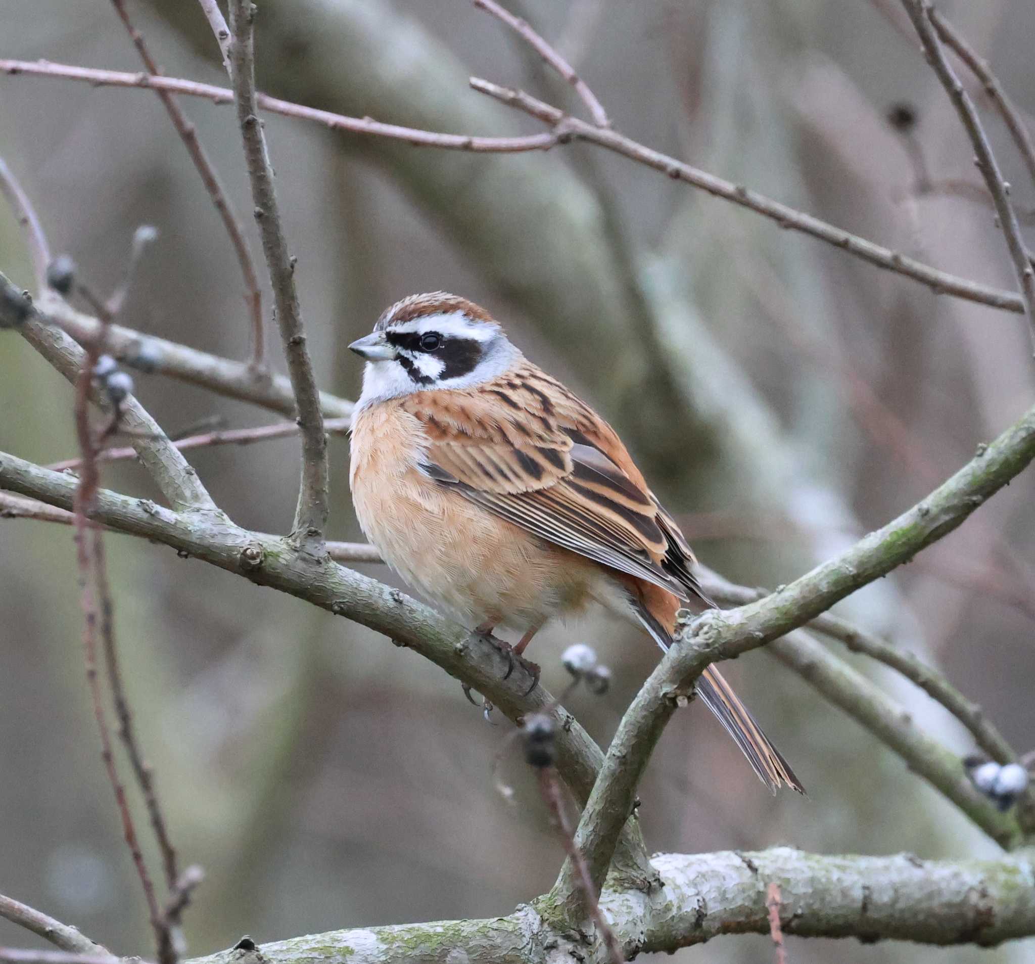 Photo of Meadow Bunting at 福岡県内 by 気ままに山歩