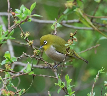 Warbling White-eye 福岡県内 Mon, 3/25/2024