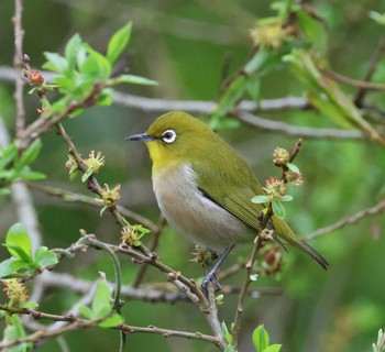 Warbling White-eye 福岡県内 Mon, 3/25/2024