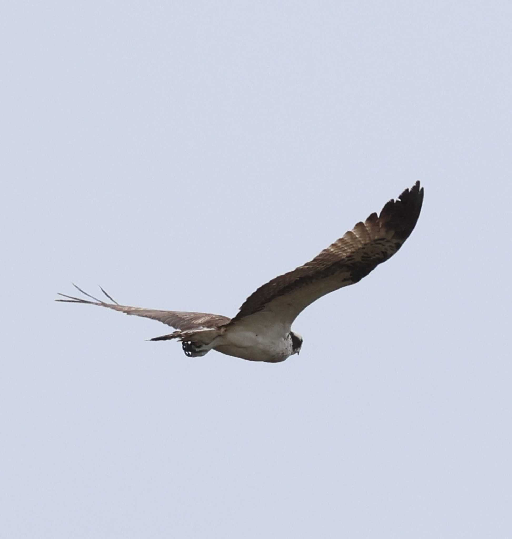 Photo of Osprey at 福岡県内 by 気ままに山歩