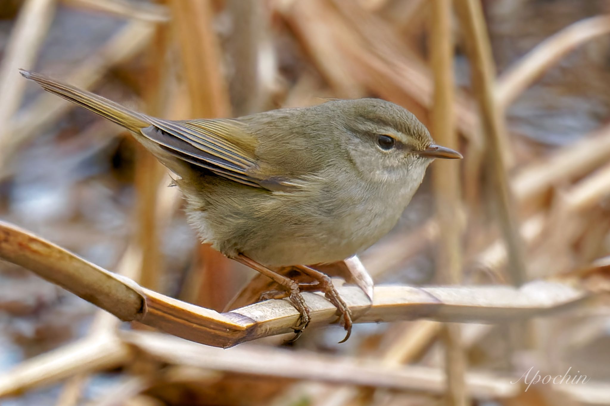 Japanese Bush Warbler