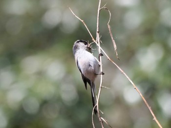 Long-tailed Tit 熊谷 Mon, 3/11/2024