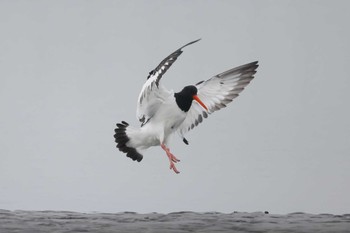 Eurasian Oystercatcher Sambanze Tideland Sun, 3/24/2024