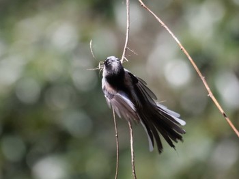 Long-tailed Tit 熊谷 Mon, 3/11/2024