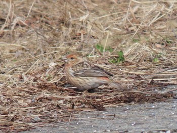 Pallas's Rosefinch 宮城県 Tue, 3/19/2024