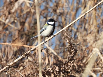 Japanese Tit まつぶし緑の丘公園 Fri, 1/5/2024