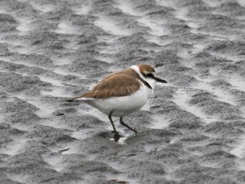 Kentish Plover Kasai Rinkai Park Sat, 3/23/2024