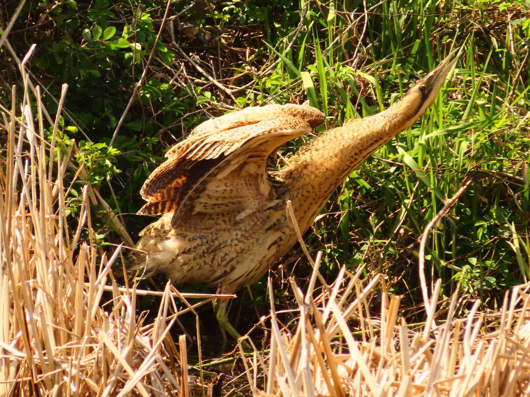 Eurasian Bittern