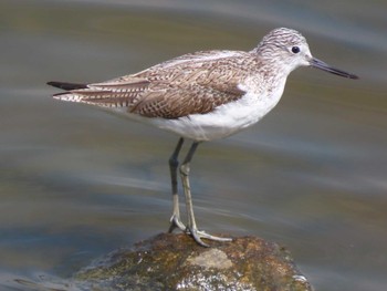 Common Greenshank 東糸根遊水池 Sat, 3/16/2024