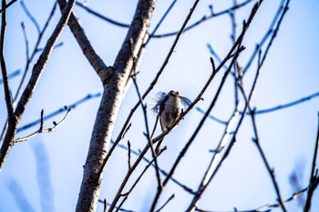 Long-tailed Tit Machida Yakushiike Park Mon, 3/18/2024