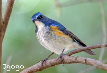 Red-flanked Bluetail 茨城県 Fri, 3/22/2024