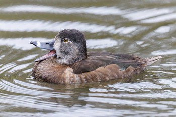 クビワキンクロ こども自然公園 (大池公園/横浜市) 2024年3月24日(日)