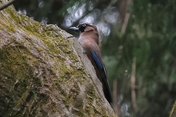 Eurasian Jay Kodomo Shizen Park Sun, 3/24/2024