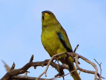 Elegant Parrot