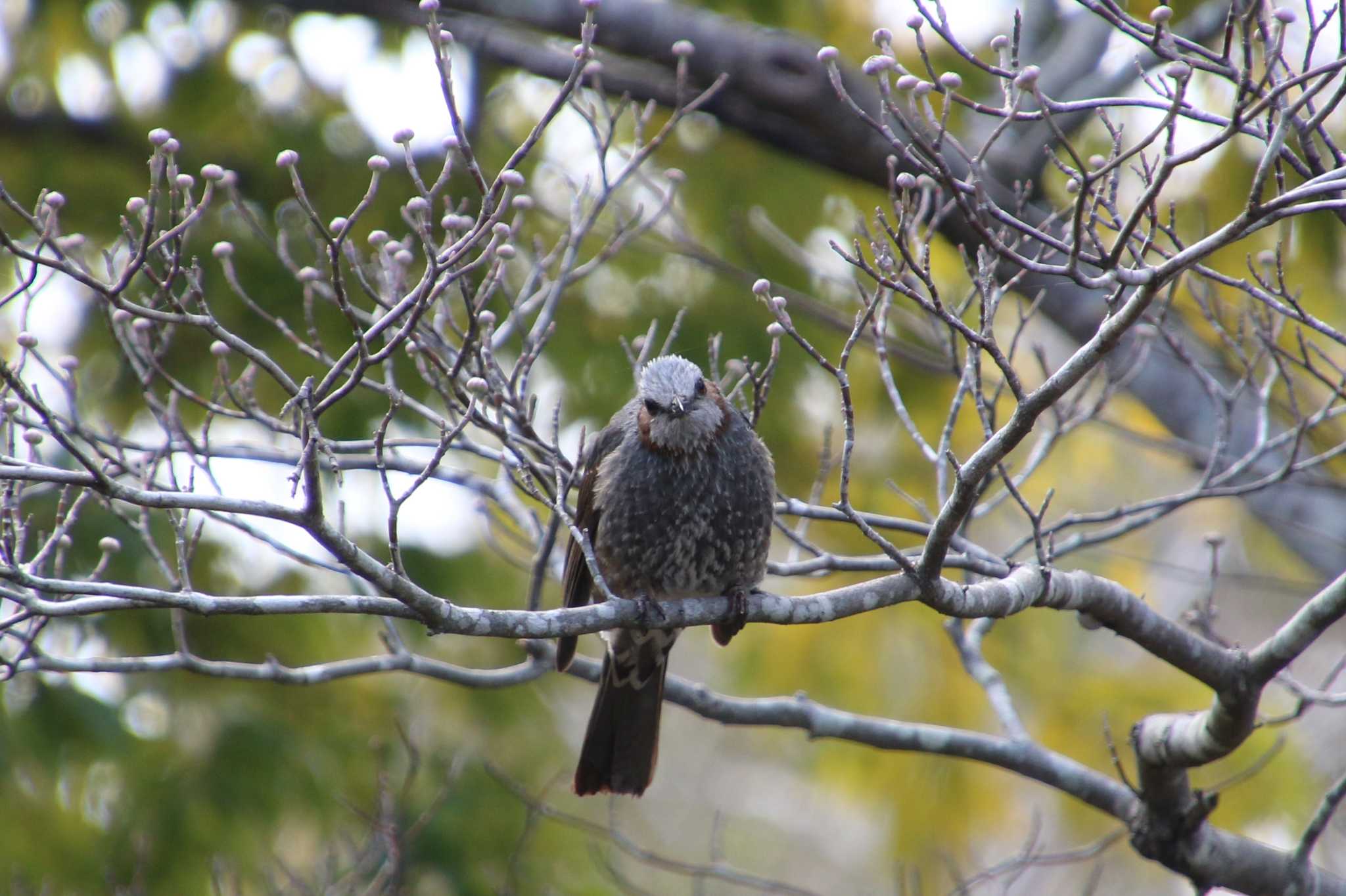 Photo of Brown-eared Bulbul at 羽生水郷公園 by 走りやもどき