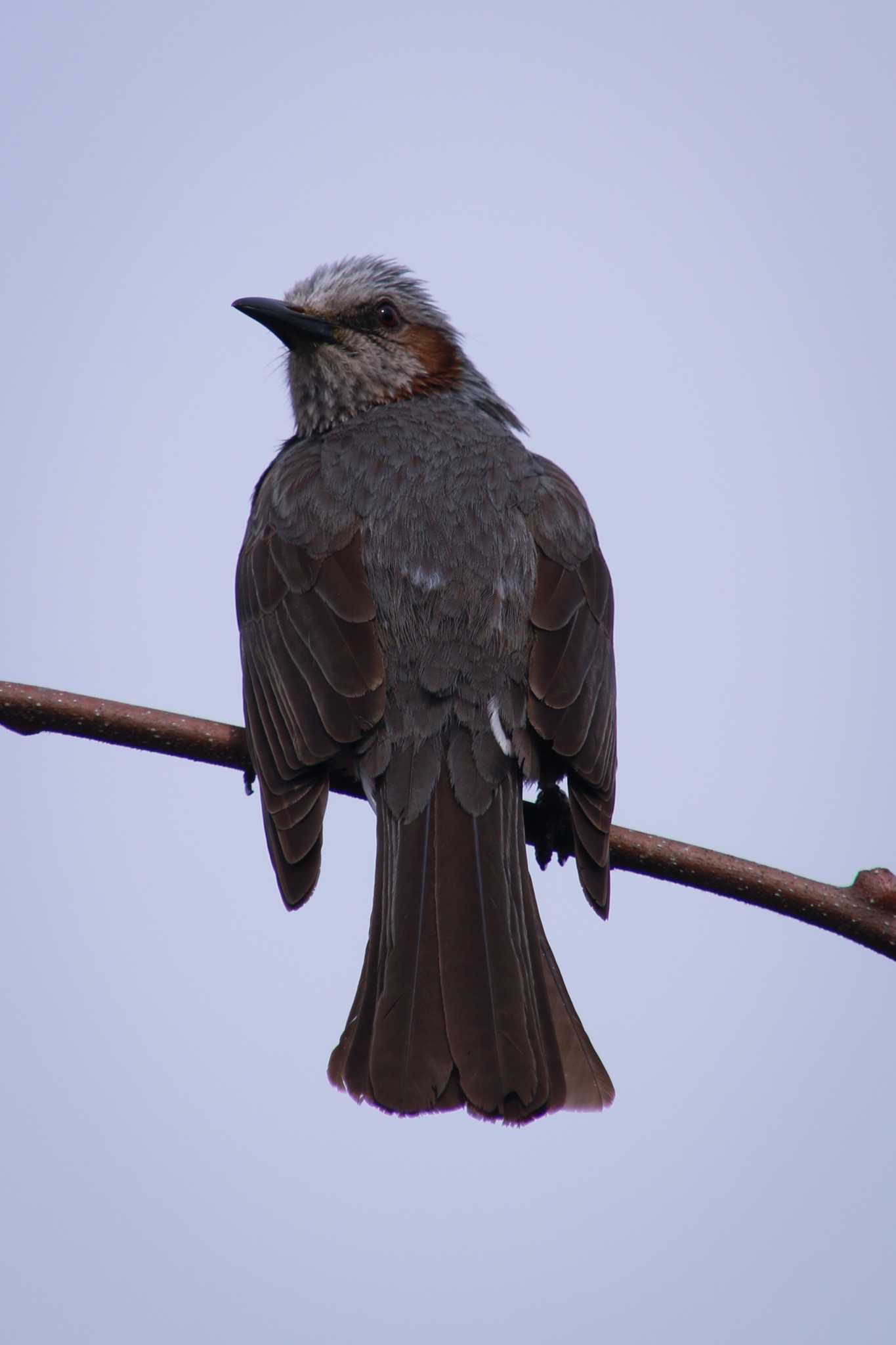 Photo of Brown-eared Bulbul at 羽生水郷公園 by 走りやもどき