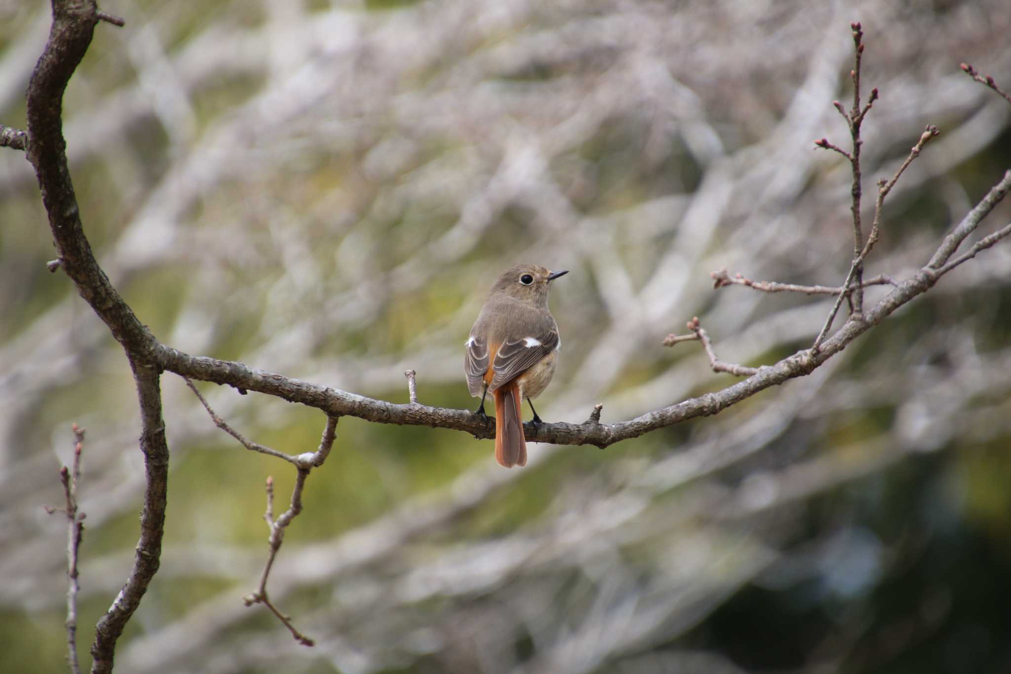 Photo of Daurian Redstart at 羽生水郷公園 by 走りやもどき