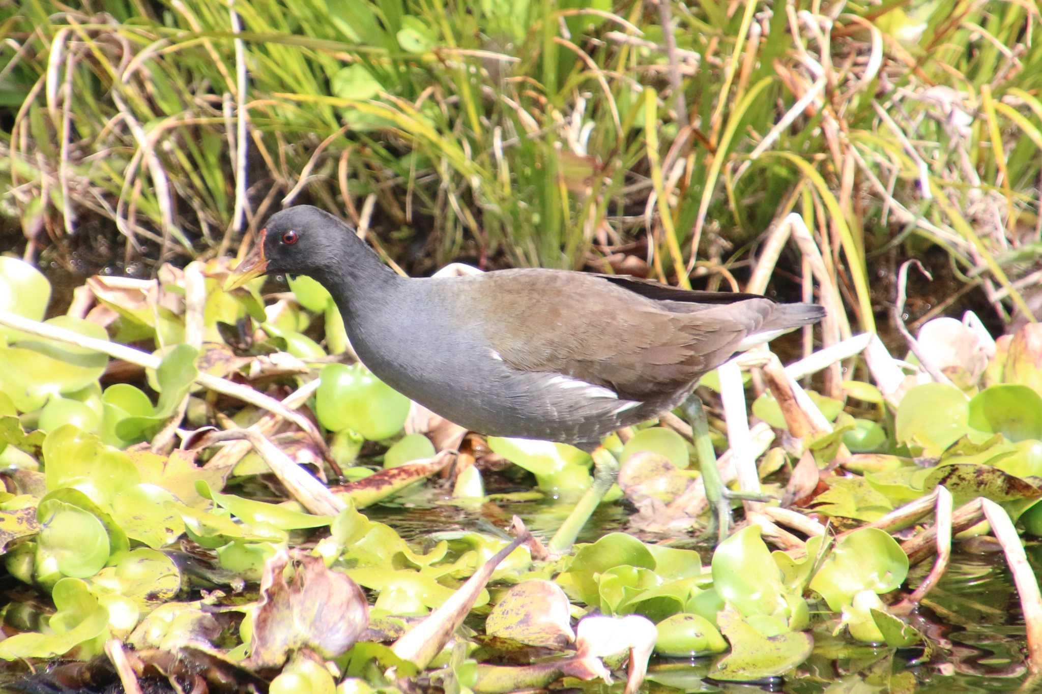 Photo of Common Moorhen at 羽生水郷公園 by 走りやもどき