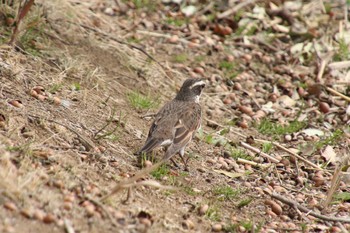 Dusky Thrush 羽生水郷公園 Sun, 3/24/2024